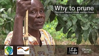 Why to prune  The idea behind small mango trees [upl. by Sirrot]