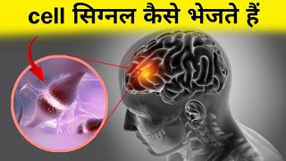 सेल एक दूसरे को सिग्नल कैसे भेजते हैं  cell signaling in hindi [upl. by O'Grady845]