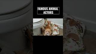 TOP ANIMAL ACTORSORANGEY THE CAT [upl. by Rosalinde]