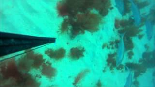 Spearfishing Steinhatchee Gulf of Mexico [upl. by Enitsugua]