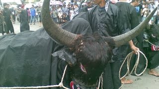 Banteng Tarung Jaran Kepang Dor Malangan  Tugusari Panggung Rejo [upl. by Htaeh]