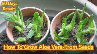 How To Grow Aloe Vera From Seeds  60 days results [upl. by Dar537]