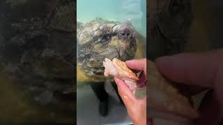 A 4cm yellowing alligator snapping turtle provokes a 52cm adult giant snapper [upl. by Severson]