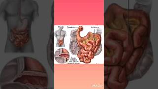 DUODENUM meaning and function icsebiology digestivesystem 9thclass duodenum [upl. by Eleumas]