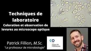 LEVURES AU MICROSCOPE Coloration et observation [upl. by Anali]