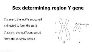 Understanding human chromosomes DNA genes traits heredity made easy in human reproduction [upl. by Erdnaid]