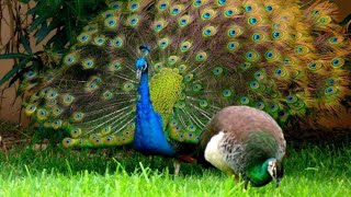 peacock group dance performance peacock peacockdance vlog video [upl. by Airdni]