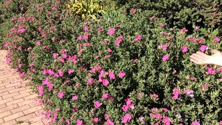 Rock roses Cistus [upl. by Ihp]