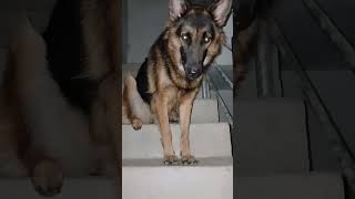 🥰🥰youtubeshorts shortvideo germanshepherd viralshort meme [upl. by Aneetak]