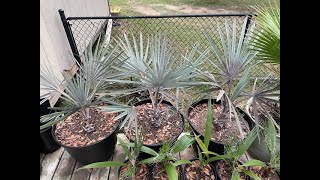 Fall 2023 Silver Bismarck Palm Update Bismarckia Nobilis [upl. by Mit796]