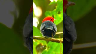 Dazzling Redcapped Manakin Tropical Forest Jewel 🌴 RedCappedManakin tropicalbirds shorts [upl. by Iggep149]