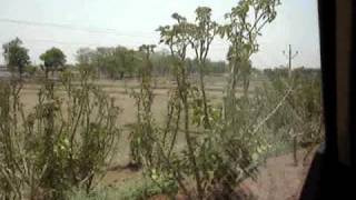 Jatropha planted along with Gangrel Canal in Kurud Chhattisgarh Part1 [upl. by Onoitna170]