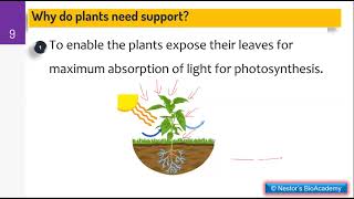 17 1 SUPPORT IN PLANTS [upl. by Gnart276]