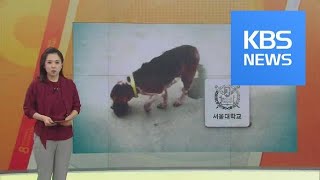 서울대 수의대 동물실험실에선 대체 무슨 일이  KBS뉴스News [upl. by Nariko]