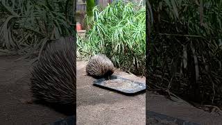 Echidna found roaming freely around Adelaide zoo [upl. by Huppert]