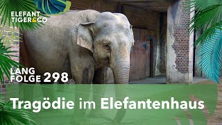 Trauer um Hoas Baby Langfolge 298  Elefant Tiger amp Co  ARD [upl. by Wil]