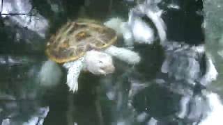 Diamondback Terrapins quotSuperWhitequot eating pellets [upl. by Andra983]