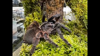 Psalmpoeus victori adult female Mexican halfamphalf tarantula rehousing [upl. by Rosemare]