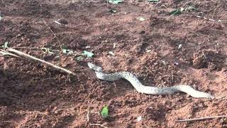 Russell Viper  Highly venomous snake [upl. by Boonie770]