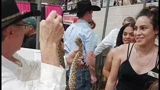 The 65th annual Rattlesnake Roundup in Sweetwater Texas [upl. by Sollars]