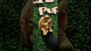 Folkmanis® Standing Tortoise Puppet Demo [upl. by Pirozzo859]