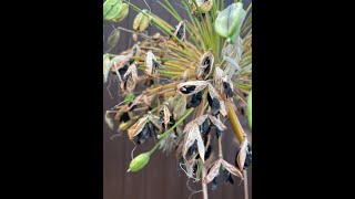 How to sow Agapanthus Seed 2 Minute Tips [upl. by Alvarez]