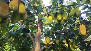 pruning pohon nangkadak nangka cempedak nangkadak videoshort [upl. by Idet]