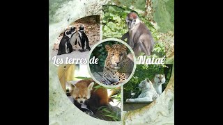 Les terres de Nataé Zoo de PontScorff [upl. by Marnia261]