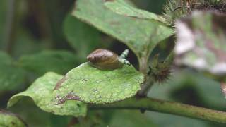 Gewone barnsteenslak met parasitaire zuigworm [upl. by Jerz]