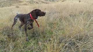 Chukar Hunting in Washington  Part IV [upl. by Ashlie587]