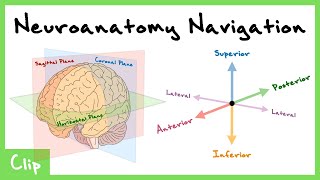 How To Navigate The Central Nervous System Explained Dorsal Ventral Sagittal Coronal  Clip [upl. by Hsemin]