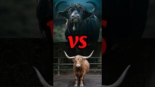 buffalo vs buffalo🐃 animals buffalo youtubeshorts [upl. by Icat641]