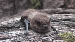 The Soprano Pipistrelle Bat [upl. by Millan364]