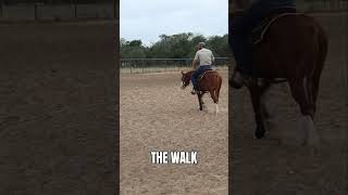 Creating Soft amp Responsive Colts reinedcowhorse coltstarting horsemanship [upl. by Ayanet]