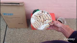 Preserving Witchetty Grubs For Fishing Bait [upl. by Notffilc]