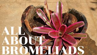 Neoregelia Bromeliad Annick Care Tips [upl. by Baxy]