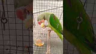 Apple 🍎🍏 khaya Jara h bbu mittu 🥰 mittoo birds parrotlover talkingparrot ytshorts cutebird [upl. by Annohsak]