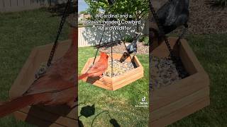 A cardinal is joined by a brownheaded cow bird at the feeder tray ￼ [upl. by Eberly]