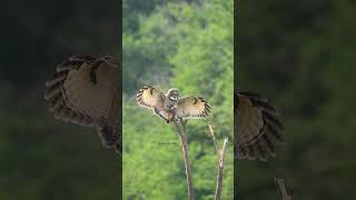 Id  Mottled wood owl Landing 🦉Oct  2024 Call amp book your safari  7350333345 [upl. by Esinehs]