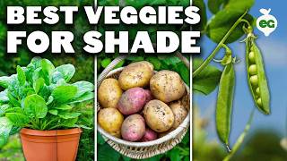 12 Perfect Vegetables To Grow in a Shady Garden Space [upl. by Vinni]