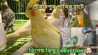 Serampore Pet Market 💥🔥 Recent Bird Price Update  Premium Quality Cockatiel Love Bird Etc🤯 [upl. by Esdras]