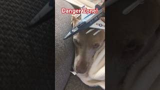 Danger Zone 😂 dog dogs funny poordog doglovers doglife [upl. by Renick]