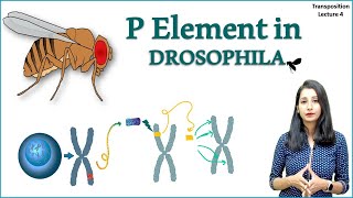 P Element in Drosophila II Hybrid Dysgenesis in Drosophila I Transposons [upl. by Leohcin700]