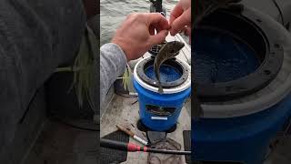 The Best Live Bait Rig for Catfishing [upl. by Ahsiuqram247]