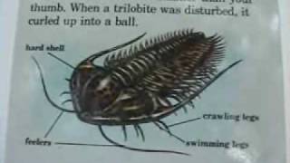 Introduction to Trilobites pt 1 of 2 [upl. by Yrrab]