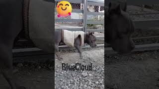 bluecloud americanbullyoficial beutifull shortsviral shorts short [upl. by Bolanger]