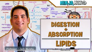 Gastrointestinal  Digestion amp Absorption Of Lipids [upl. by Eledoya]