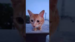 🐈🥹🥰o Yara ve cat cute animalsalbum songtrending Goldenbeauty2007 [upl. by Ase]