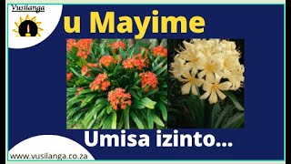 Mayime Clivia Miniata [upl. by Yasu]