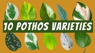 10 Pothos Varieties with Images and Names  🌱 Neon Pothos Jade Pothos Satin Cebu Blue and More [upl. by Ridgley]